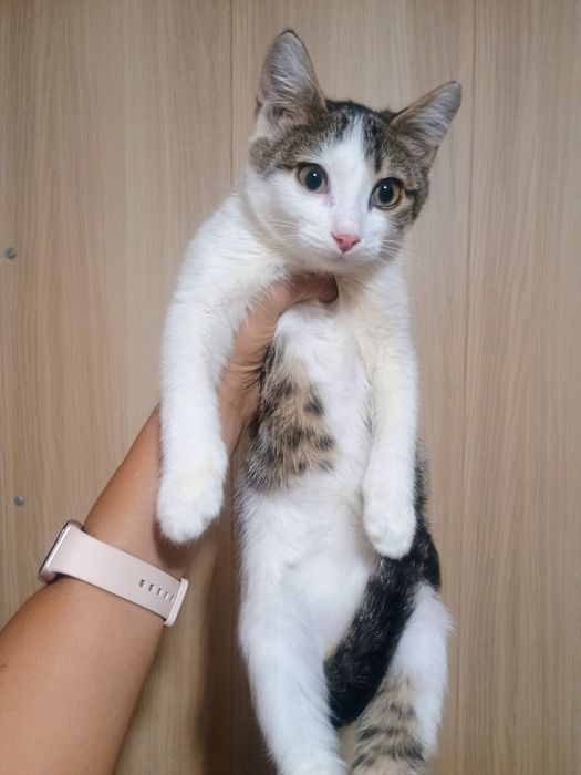 Отдам в добрые руки котенка