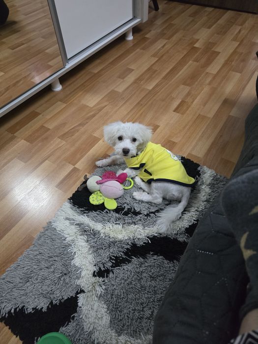 Bichon Maltez,Femelă