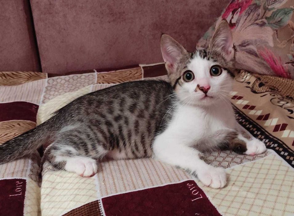Котята в добрые ручки.