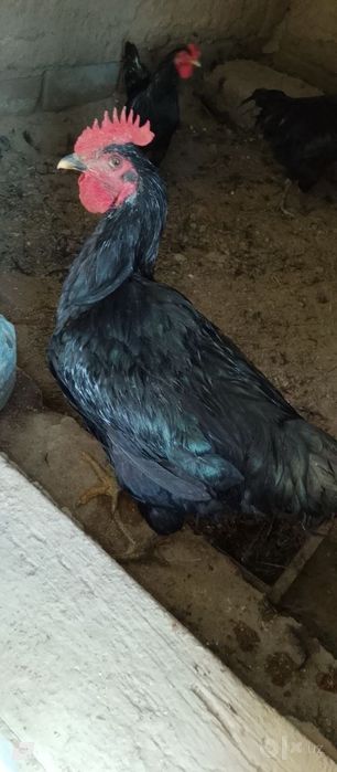 Qora jersi xoʻrozlari sotiladi
