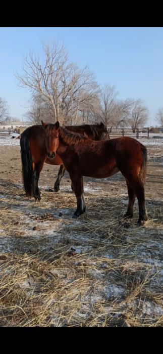 Жылкы лошадь сатамын