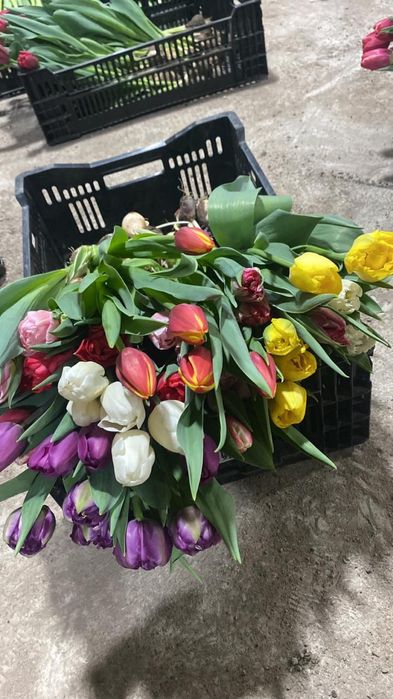 Оптом Тюльпаны!!