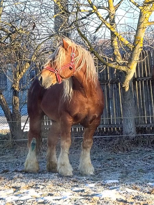 Armăsari pentru monta blond și negru