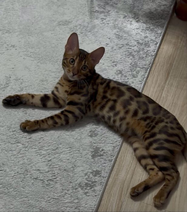 Бенгальский кот