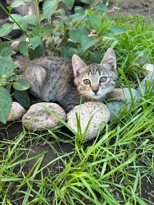 Котята 3,5 месяца