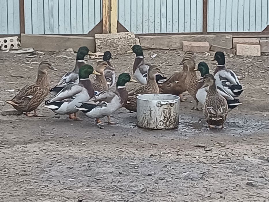 Продаются.  Утки