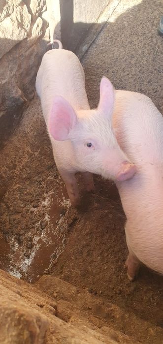 Продаваме малки прасенца