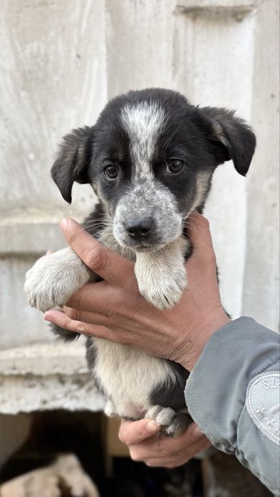 Щенки в добрые ручки