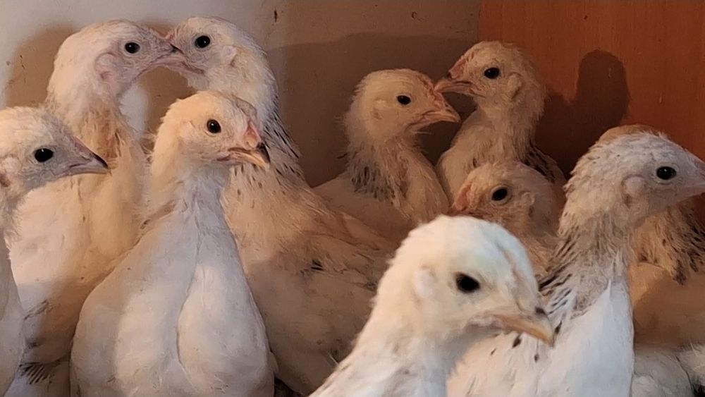 Цыплята адлер/кучин