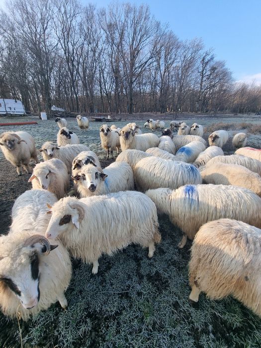 Vând oi tinere mielute