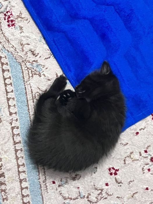 Отдам котят в добрые руки срочно