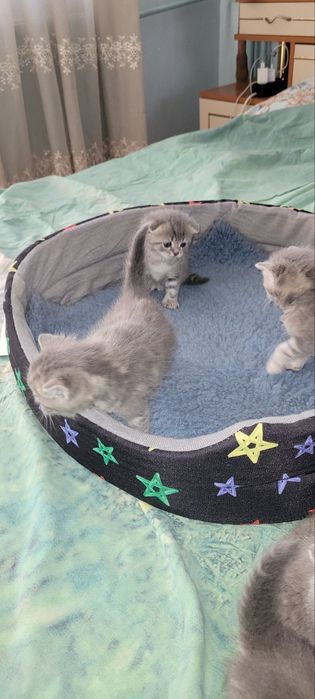 Британски късокосмести котенца