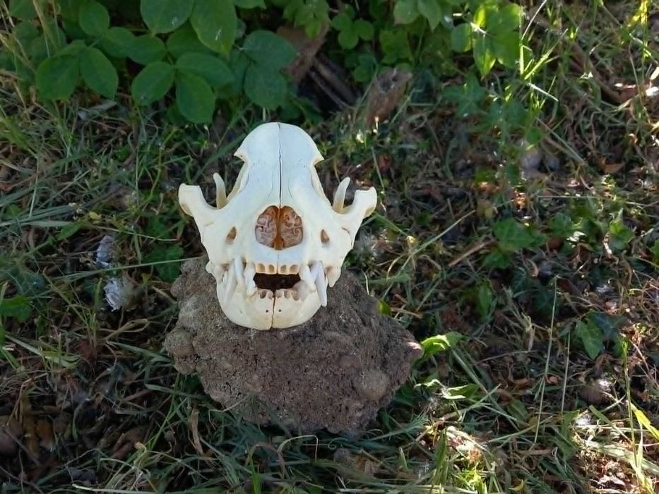 trofeu,trofee,craniu mare si lat punkrock