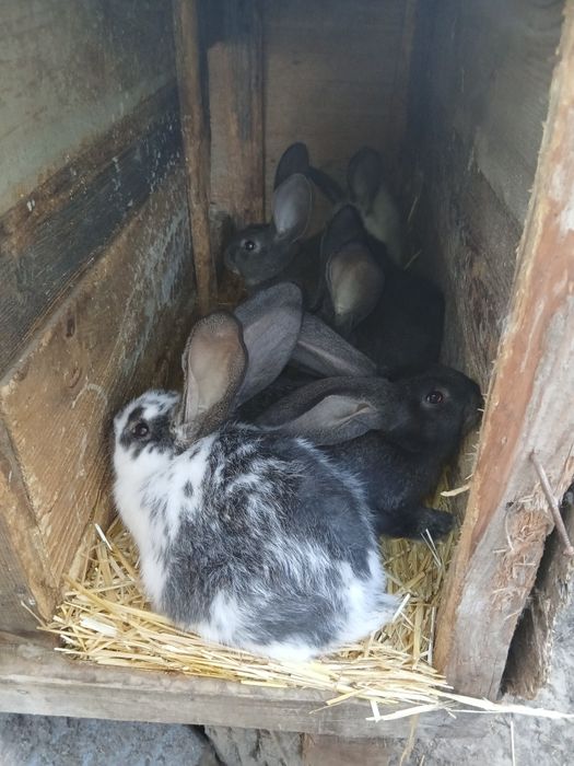 Vând iepuri Uriaș si hycole