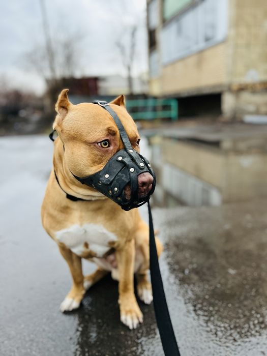 Ищу сучку для сводки