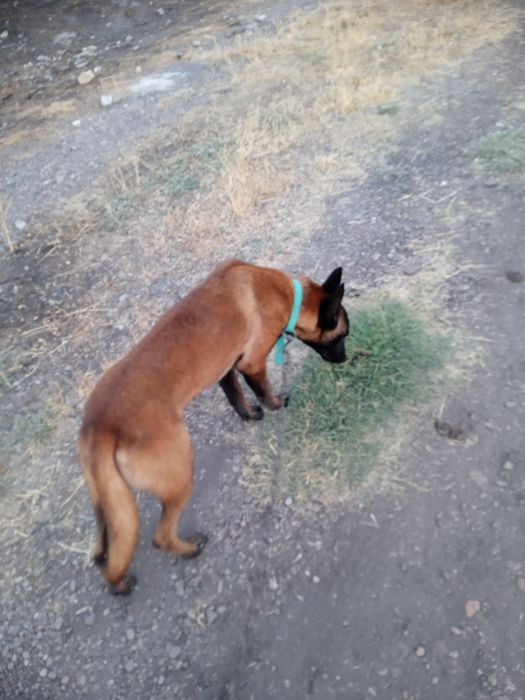 Malinova sotiladi narxni kelwamz