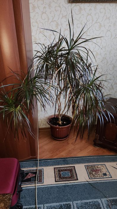 Продам комнатное растение