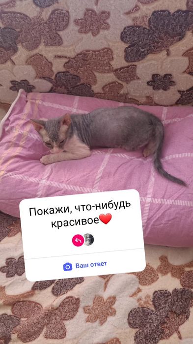 Котенок мальчик велюровый