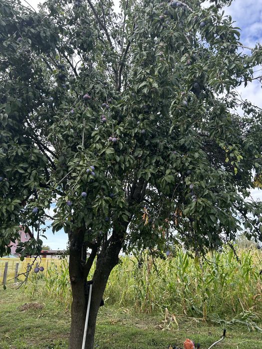 Prune de vanzare