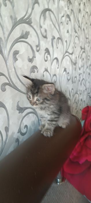 Отдам даром котят два мальчика и девочка
