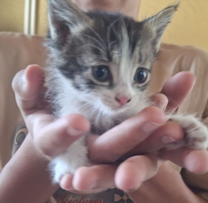 Отдам котят в хорошие руки
