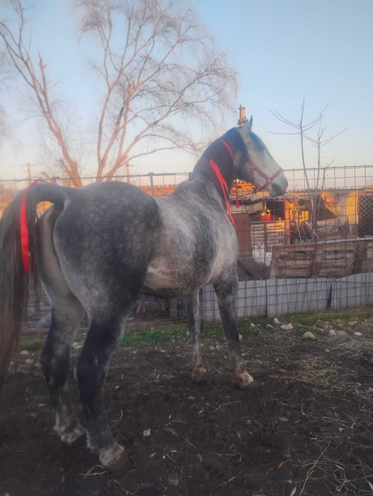 Vând pereche cai castrați kwp