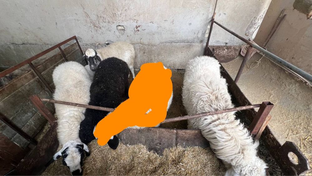 Қўчқор ва қўйлар сотилади