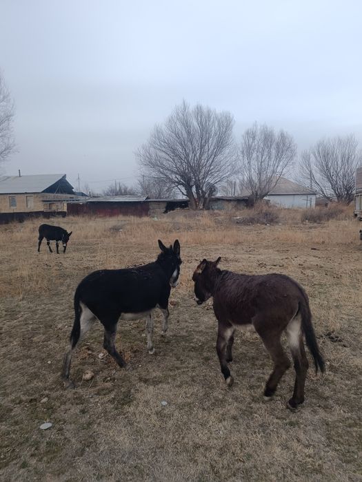 Срочно Продаю 2ешака