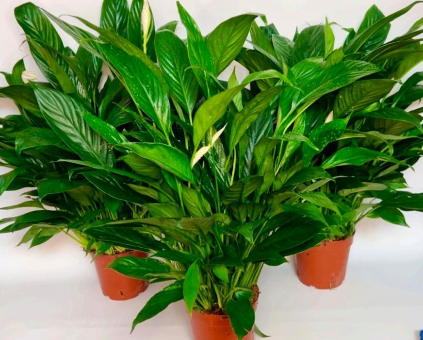 Спатифиллум 7500 тенге