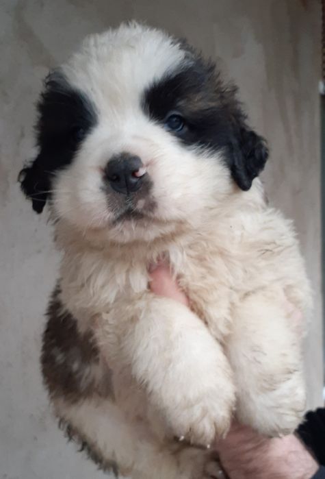 Продам щенков Сенбернар