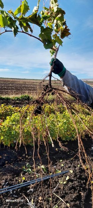 Butasi viță de vie