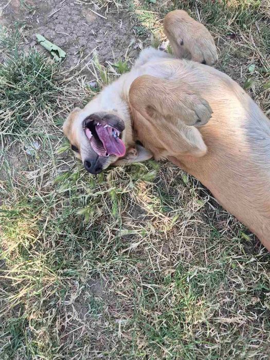 Кученца с ваксини