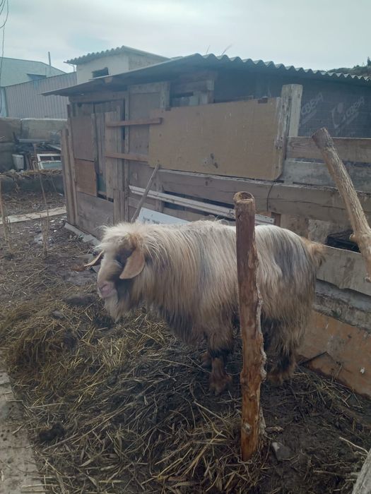 Сатылымда Текелер бар  ақ,қара