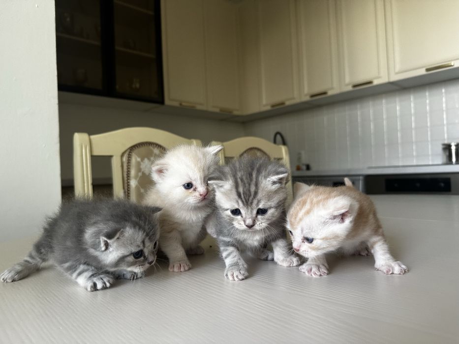 Шотландские котята