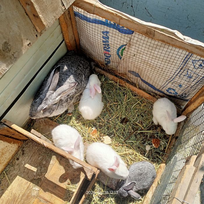 Куёнчалар сотилади