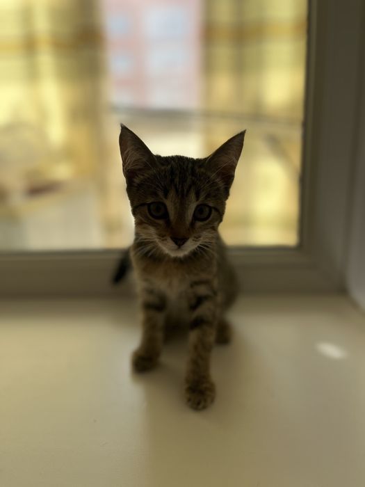 Котенок девочка 2 мес