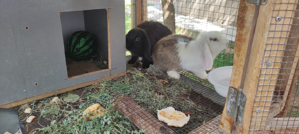 Порода "Баран карлик" куёнлар сотилади.