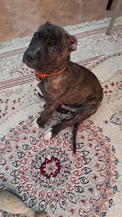 Стаффордширский терьер