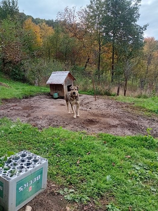 Vand oaie buna de tinut