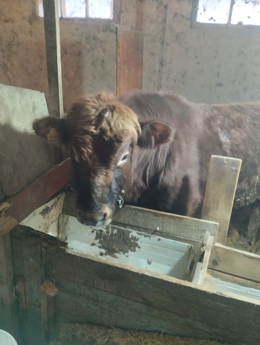 Бұқа сатылады 3 жасар