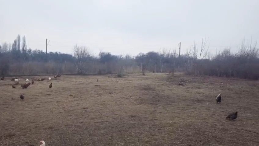 Vând oua de gaina proaspete de la tara