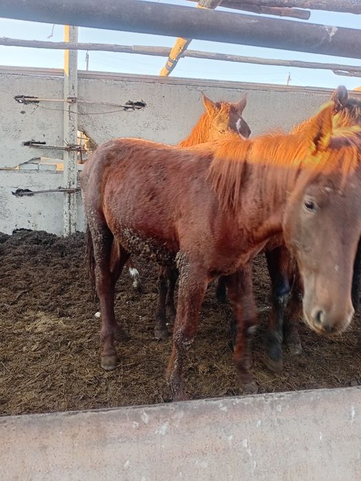 Продам лошадей молодняк