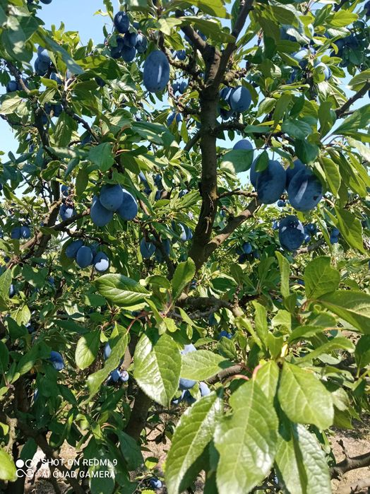 Vând prune pt pălincă