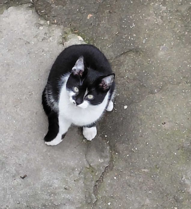 Подарявам кротко коте на добър  стопанин