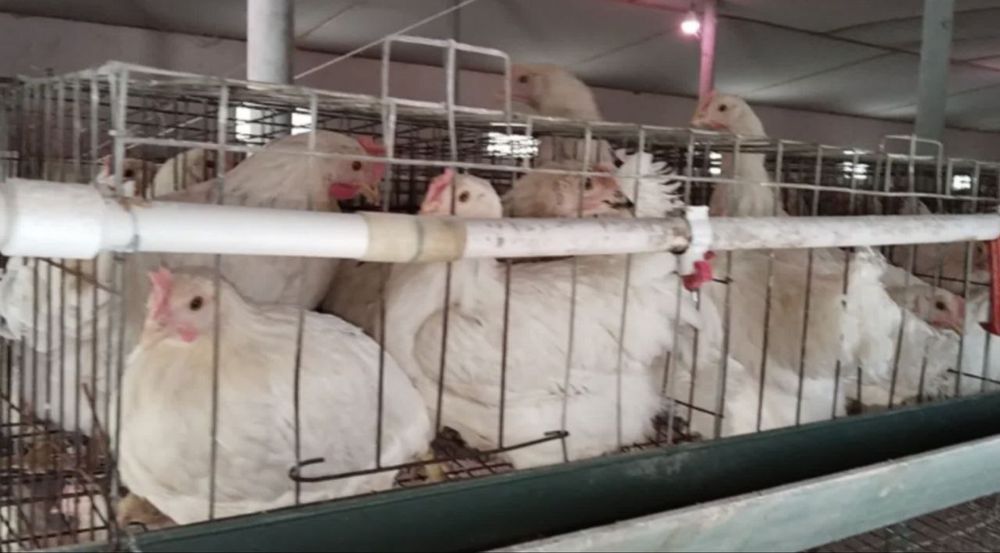 Loman sendi tuxumga boqayotgan tovuqlarimiz‼️