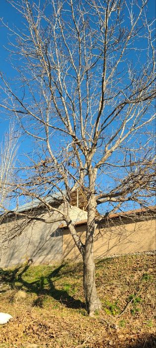 Yong‘oq daraxti sotiladi