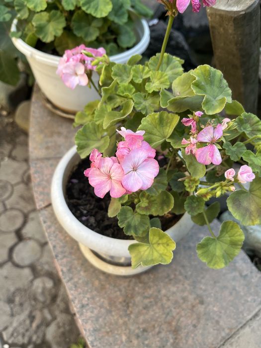 Продам комнвтные цветы