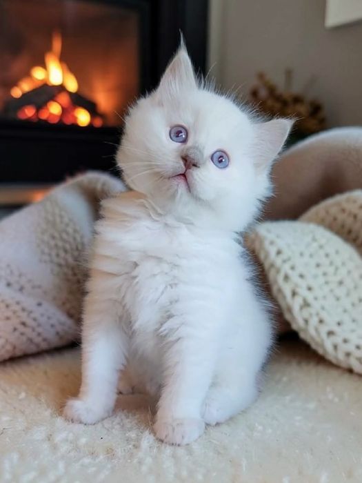 Disponibilă fetiță Ragdoll