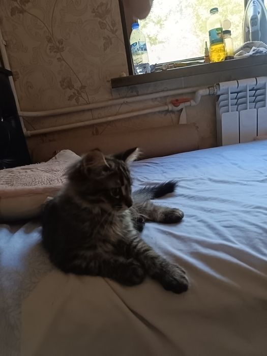 Мейн кун очаровательные котята