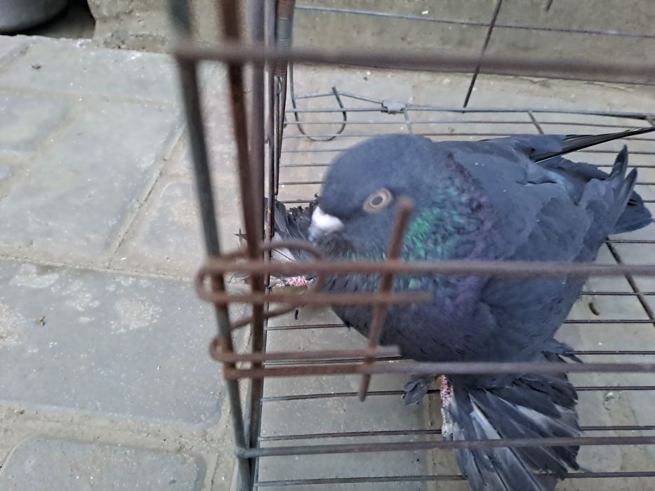 Голуби,челкари молодые ,игра ,лёт.